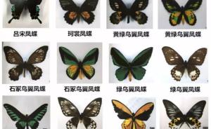 全国最大宗走私濒危蝴蝶制品案在济南一审宣判，三被告获刑