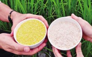 国际水稻研究所：黄金大米或于2020年前大规模商业化种植