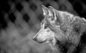 “独狼”袭击为何频繁发生在欧美发达国家？