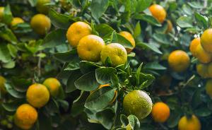 西安市民买橘子发现白色幼虫，专家称人即使误食也不妨碍健康