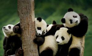全球圈养大熊猫种群规模达520只，小种群复壮取得初步成果