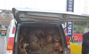 车内塞满保护动物尸体,司机谎称杂交猪