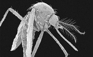 美国批准“以蚊攻蚊”对抗疾病，用常见细菌阻断登革热等传播