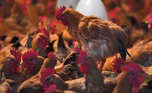 世卫组织：停止对健康动物使用抗生素以防抗生素耐药性蔓延