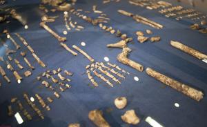 剑桥大学考古系：人类祖先曾普遍“皮包骨”，体型进化仍继续