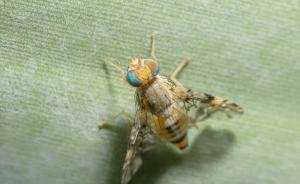 英国科学家通过果蝇实验发现低蛋白饮食能延长寿命