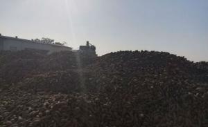 安徽泗县因污染问题叫停个体打山芋粉，农户家山芋堆成山