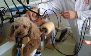 沈阳三甲动物医院：用艾灸、电针、按摩等中医疗法为动物治病