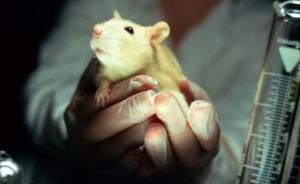 美国科学家将人脑类器官植入鼠大脑内，为脑科学带来革命影响