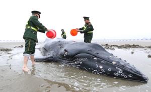 7米长座头鲸搁浅启东海滩:浑身是伤