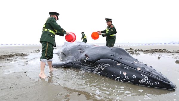 7米长座头鲸搁浅启东海滩：浑身是伤