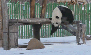 大熊猫东北雪地撒欢打滚儿“乐不思蜀”