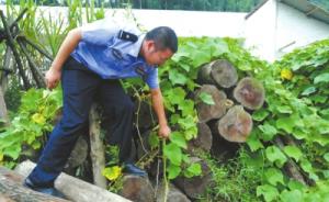 四川宜宾楠木盗伐第一案：3年99株桢楠被砍，35人被起诉