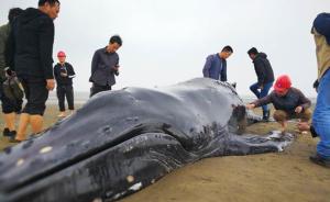 江苏启东：13日返回大海的座头鲸再度搁浅，目前还活着
