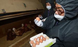 韩国检出本土“毒鸡蛋”全面停售，蛋价自去年已因禽流感高企