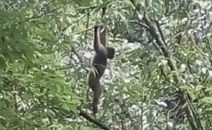 新物种高黎贡白眉长臂猿：村寨奉其为神，“立法”保护数十年