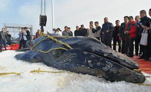 江苏启东座头鲸死亡：两获救援返回大海却三度搁浅，死因待定