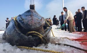 搁浅座头鲸被吊起上岸，专家冰存取样