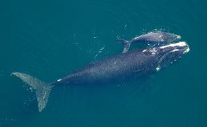 研究：露脊鲸面临灭绝风险，人类活动与海水变暖是主要原因