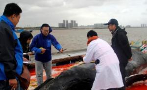 启东搁浅座头鲸开始标本制作，​预计耗时半年将长留景区展示
