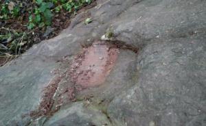 贵州茅台镇发现侏罗纪早期大型恐龙足迹群，数量达200余个