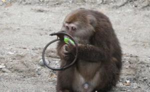 网曝野生藏酋猴遭遇捕兽夹下山求救，自然保护区：正寻找搜救