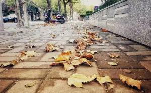 落叶纷飞处，秋味亦更浓：上海29条落叶景观道名单公布