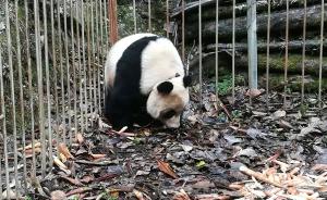 两只待放归大熊猫警觉性太强花三天才诱捕回笼，明日进行体检