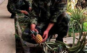 菠萝、火龙果、油桃等内地热带平原水果“走进”西藏部队