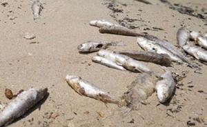 深圳大亚湾海域现45平方公里无毒赤潮，数以万计鲻鱼死亡