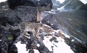 中国野生动物保护协会成立雪豹保护基金