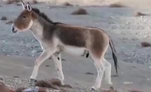 幼崽藏野驴受伤被救3年后：回归草原