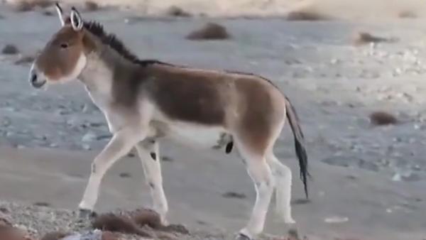 幼崽藏野驴受伤被救3年后：回归草原