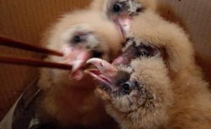 四川泸州山林发现6只猴面鹰宝宝： 一天能吃掉一只鸡