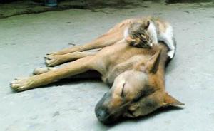 广州一小区内猫狗疑被人投毒，一天死亡近30只