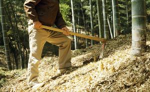 武汉修改和废止8件地方性法规：挖笋、剥树皮可能算毁林