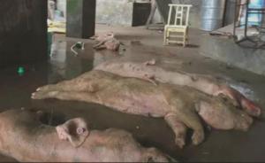 湖南一对夫妻专收病死猪，猪肉被送到猪皮加工厂炼油