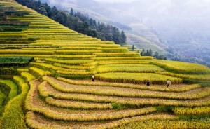 “中国南方稻作梯田”等4项目确认将成全球重要农业文化遗产