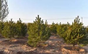 雄安新区“千年秀林”工程进展：12天种下3.3万棵树苗