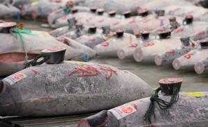 蓝鳍金枪鱼最大消费国日本将供应完全人工养殖品种，有望出口
