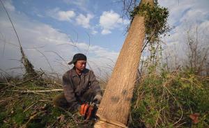 加速洲灘濕地旱化，湖南全面清理洞庭湖“抽水機”歐美黑楊