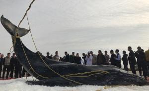 全记录｜幼年座头鲸之死：两天救援与死在礁石滩上的深海歌者