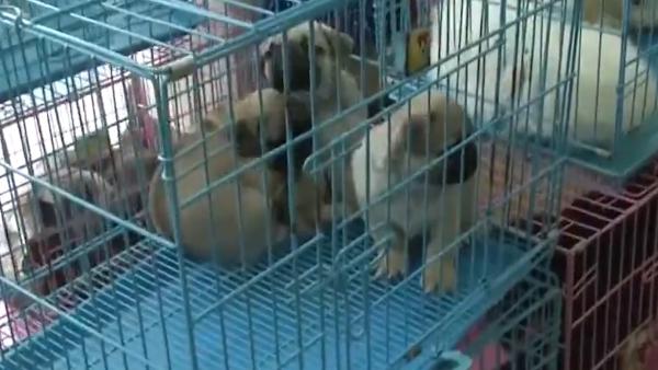 南京：宠物店4人网售“星期狗”被刑拘