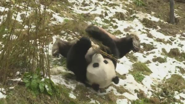 神农架迎今年首雪，大熊猫雪地撒欢卖萌