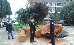 贵州赤水400岁桢楠古树遭盗伐，7名犯罪嫌疑人全部抓获