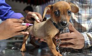 贵州：明年起家养犬未接种狂犬疫苗，饲养人最高罚一千元