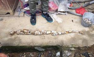 陕西汉阴村民建房挖出1米长古象牙化石，经鉴定距今上万年