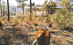 工厂调试硫酸设备毁树3793棵被罚，建厂时就遭多方质疑