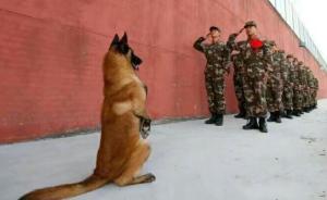 训导员退役，军犬竖前腿行“敬礼”
