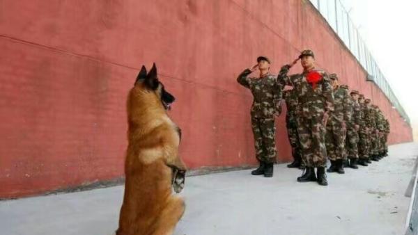 训导员退役，军犬竖前腿行“敬礼”